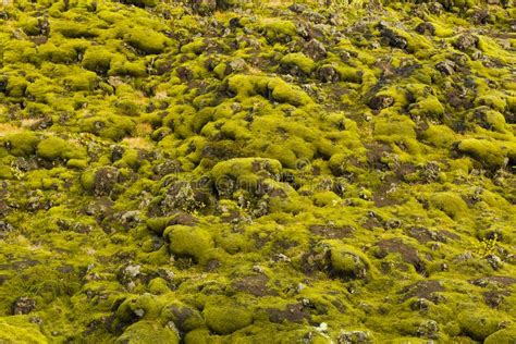 Icelandic Moss And Volcanic Rocks Mountain Iceland Stock Image
