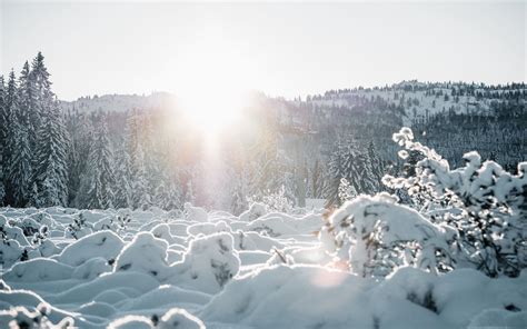 Download Wallpaper 3840x2400 Snow Trees Sunlight Winter Landscape