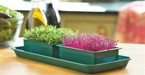 Everything About Growing Microgreens: Best Microgreens To ...