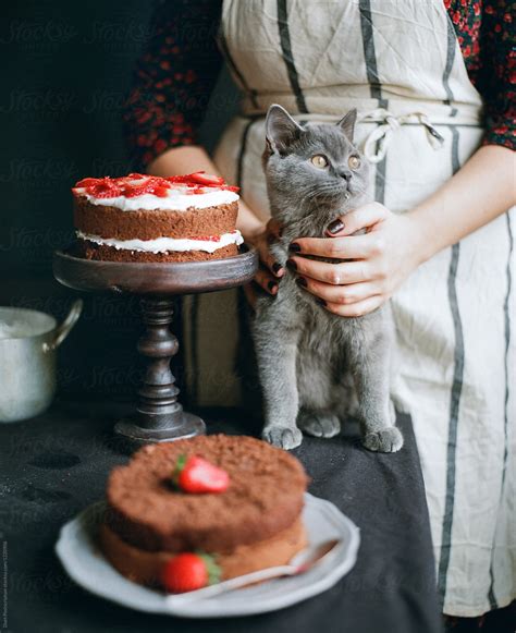 A Cat Sitting Near A Cake By Stocksy Contributor Duet Postscriptum