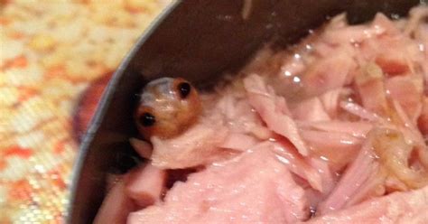 Mysterious Creature In Can Of Tuna May Have Been Identified Cbs News