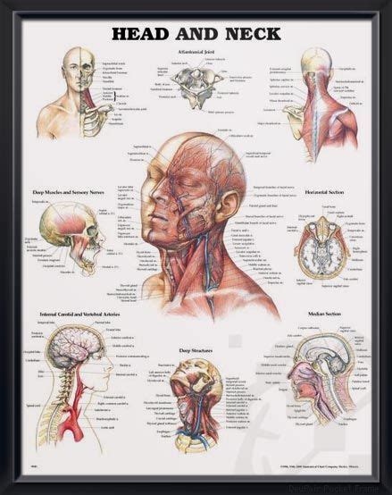 Head And Neck Chart 20x26 Head And Neck Anatomy Muscle Anatomy