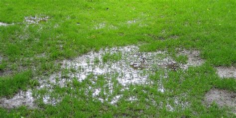 How to water a dry lawn. Mild winter, long grass and soggy lawns - Lawntech