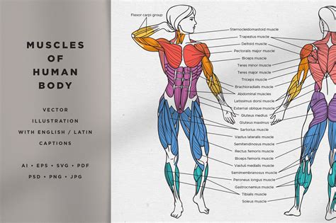 Muscles Of Torso Male Shoulder And Chest Muscles Labeled Chart On