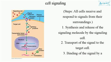 Cell Signaling English Medical Terminology For Medical Students