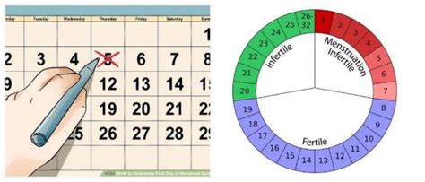 The first day of menstrual bleeding is considered the first day of the menstrual cycle. Explanation: Menstrual Cycle Calendar - Hoool Health ...