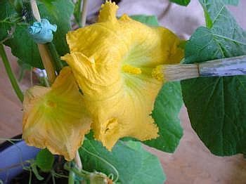 The blooms produce both pollen and nectar, but do not have a scent. Hand Pollination Self Pollinating - How to Pollinate ...