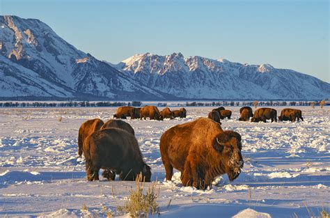 Cold Bison Grand Teton National Park Wyoming Stan Rose Photography