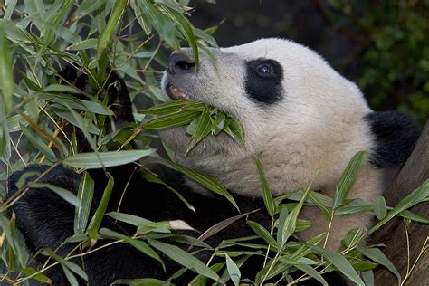 Huntington Gardens Sending Bamboo To Feed San Diego Zoo Pandas San