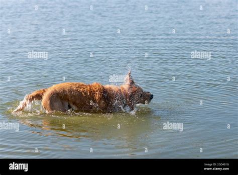 Picture Of The Brown Labrador Retriever Dog Shaking Off Water Golden