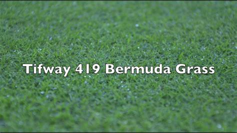 Tifway 419 Bermuda Grass Youtube