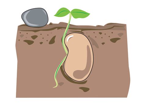 Seed Growth 434306 Vector Art At Vecteezy