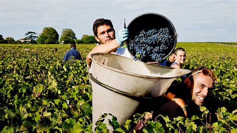 Wine Harvest 2015 Bordeaux Winemakers Believe The Vintage Is A