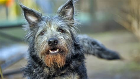 But they don't have any puppies right now so you will probably have to wait (prob a long time!) and they should cost about 2000 dollars. Study Finds Dogs Prefer To Earn Treats - Puppy Leaks