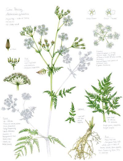 Cow Parsley All About An Umbellifer Lizzie Harper