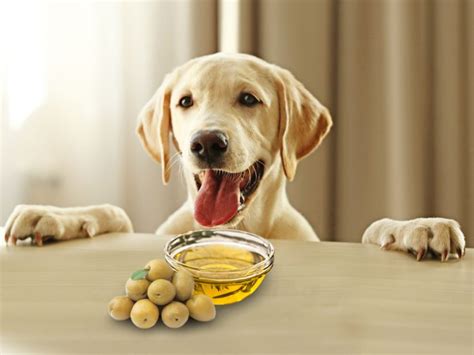 Add A Touch Of Health To Your Canines Diet Top 10 Dog Foods With The