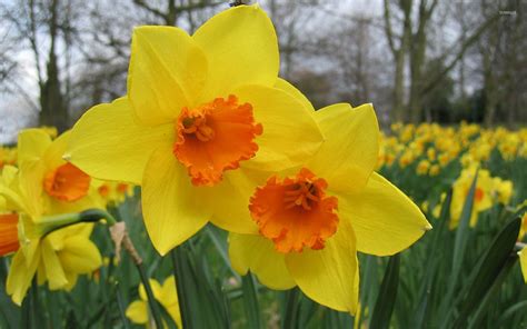 Daffodil Wallpapers Top Free Daffodil Backgrounds Wallpaperaccess