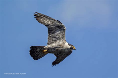 Peregrine Falcon In Flight Small Sensor Photography By Thomas Stirr