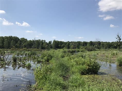 Innovative And Effective Approach To Wetland Restoration Princeton Hydro