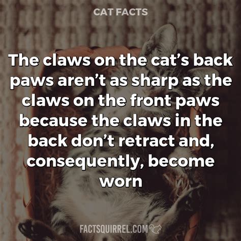 The Claws On The Cats Back Paws Arent As Sharp As The Claws On The