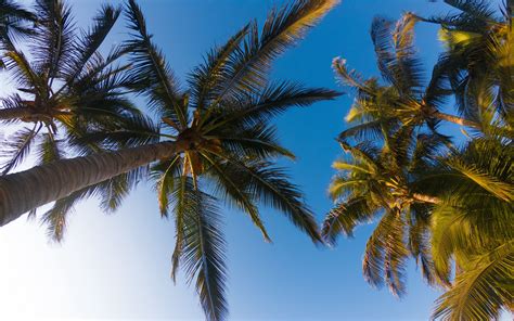 Download Wallpaper 3840x2400 Palm Trees Sky Branches Trees Tropics 4k Ultra Hd 1610 Hd