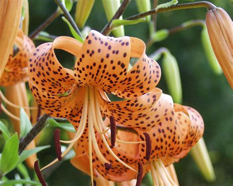 Tigerlilie Richtig Pflanzen Und Pflegen Mein Schöner Garten