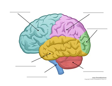 Human Brain Diagram Labeled Unlabled And Blank Tims Printables