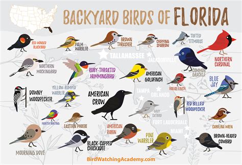Backyard Birds Of Florida Bird Watching Academy