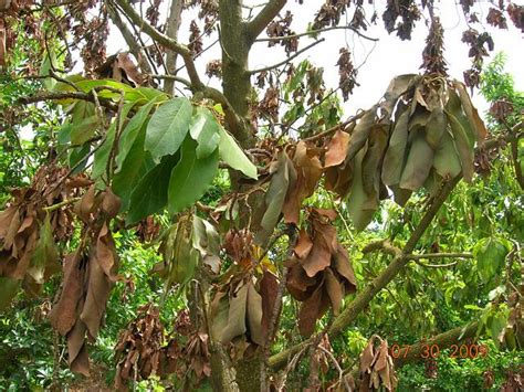 Laurel Wilt A Disease Impacting Avocados Miami Dade County