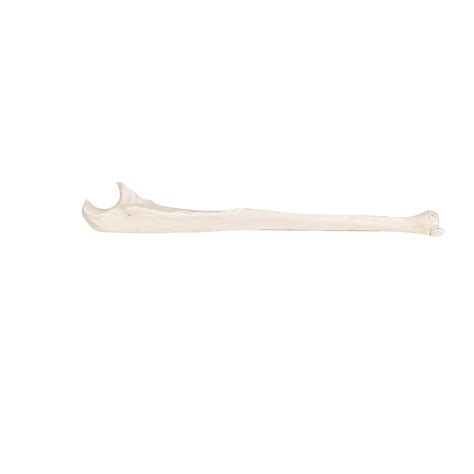 Human Ulna Model - 3B Smart Anatomy - 1019373 - 3B Scientific - A45/2