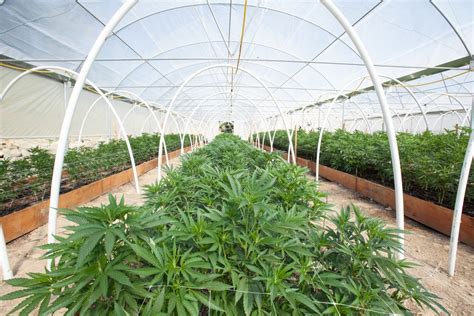 Cannabis Production Comes At Expense Of Fresh Veggies