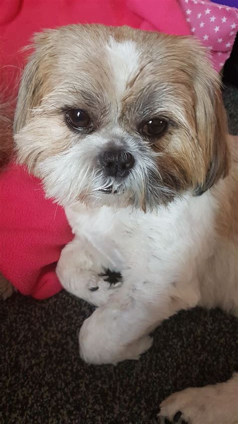 Check latest funny dog and other animals pictures from our collection. Wanted shih tzu puppy | Ashington, Northumberland | Pets4Homes