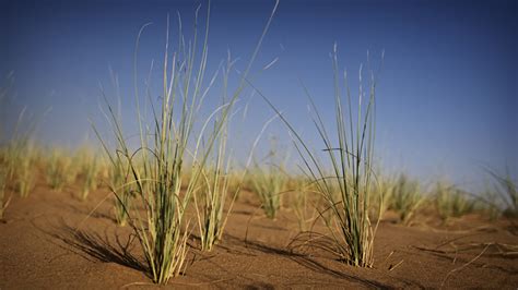 Desert Grass 1 Middle East United Arab Emirates Momentary Awe