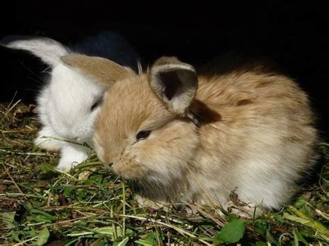 Conejo Enano Características Y Cuidados Animalesmascotas