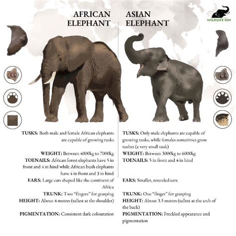 What Are The Differences Between African Elephant And Asian Elephants