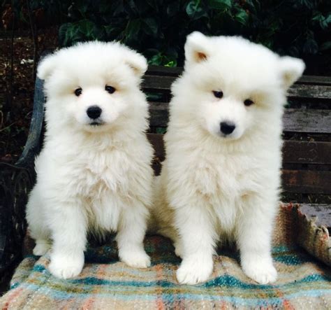 Samoyed Puppy Cute Puppies Cute Dogs And Puppies