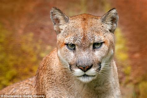 The Eastern Puma Is Declared Officially Extinct Daily Mail Online