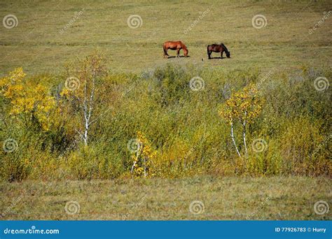 Two Horses Eating Grass In Autumn Prairie Stock Image Image Of