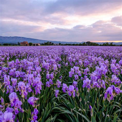 National Flower Of France Iris Best Flower Site