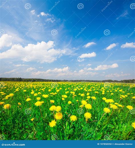 Yellow Flowers Field Under Blue Cloudy Sky Stock Photo Image Of