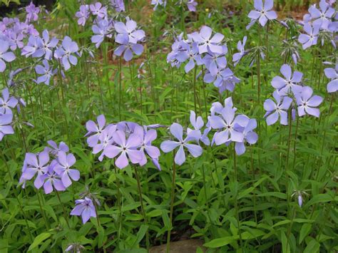 Phlox Stolonifera Blue Ridge Floks Farve Lys Blå Lysforhold Sol