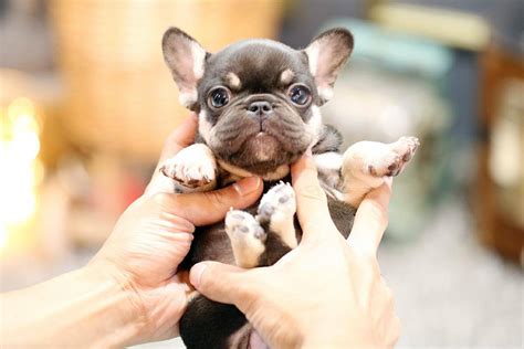 Contact us today to reserve your puppy! Kinder - Mini French Bulldog F. | PetMe Teacup Puppies
