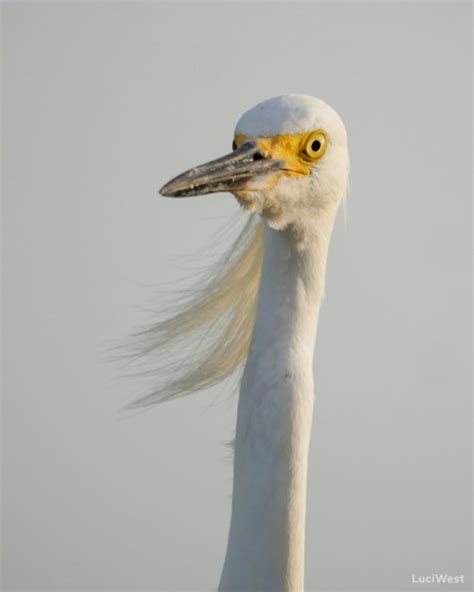 Egrets I Ve Had A Few Luci Westphal