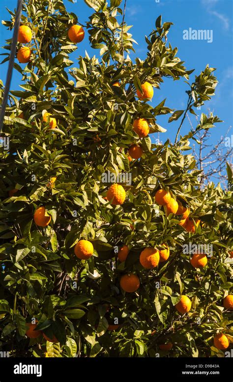 Oranges Growing On The Tree Outdoors In Cyprus Stock Photo Alamy