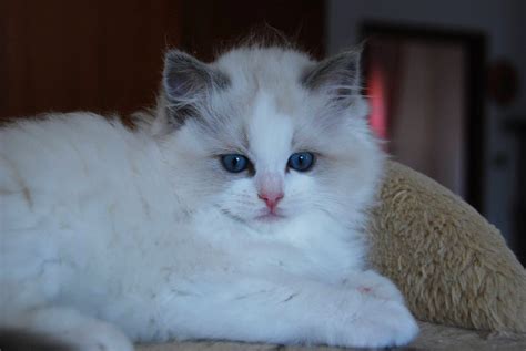 We have gorgeous loving ragdoll kittens for sale. Ragdoll Bicolor • Ragdoll Cats