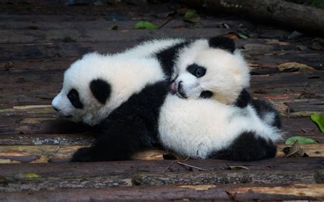 Download Wallpapers Little Pandas Cute Animals Teddy Bears Pandas