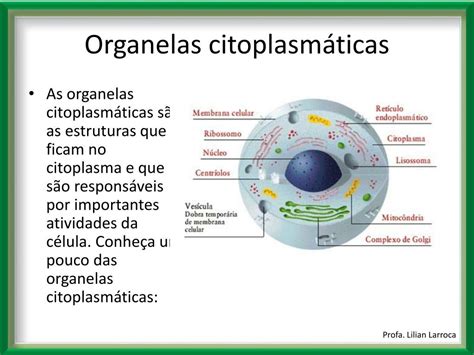 Ppt Organelas Citoplasmáticas Powerpoint Presentation Free Download