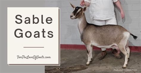 Sable Goats Laptrinhx News