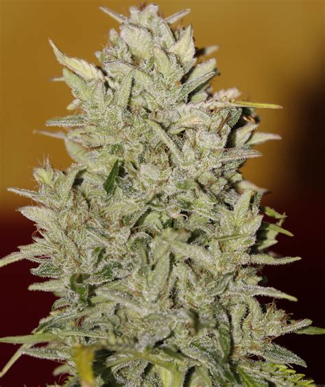 Pineapple Express Fast Buds Company Cannabis Strain Gallery