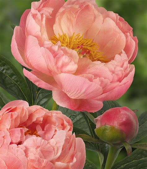 Peony Roots Itoh Old Rose Dandy Old Pink Peony With Many Flowers